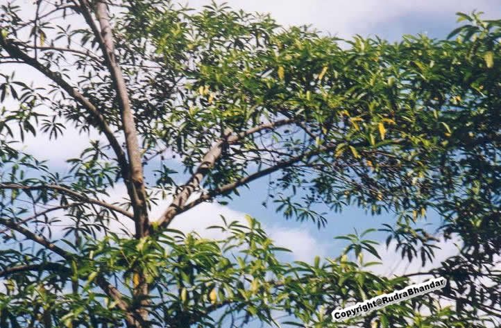 rudraksha tree